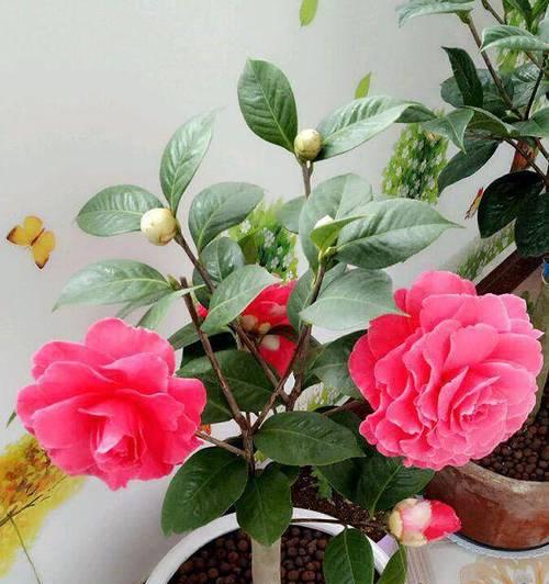茶花适合放办公室吗？办公室风水好的摆放位置是什么？