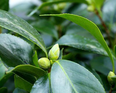 茶花适合放办公室吗？办公室风水好的摆放位置是什么？