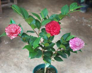 茶花最佳种植时间是什么时候？几月份种植茶花最好？