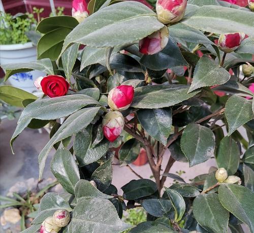 茶花最佳种植时间是什么时候？几月份种植茶花最好？