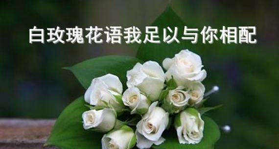 白玫瑰花语是什么？送白玫瑰代表什么意思？