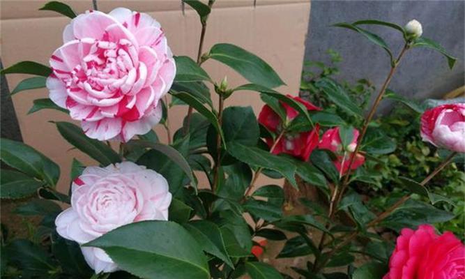 茶花适合家里养吗？家里养茶花需要注意哪些讲究？