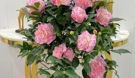 茶花适合家里养吗？家里养茶花需要注意哪些讲究？