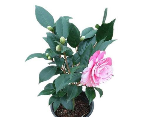 茶花适合什么土壤种植？如何为茶花选择最佳土壤？
