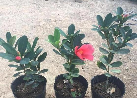茶花适合什么土壤种植？如何为茶花选择最佳土壤？