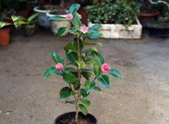 茶花适合在室内还是室外养？如何根据环境选择养护位置？