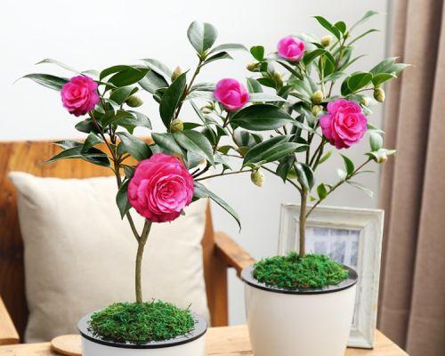 茶花适合在室内还是室外养？如何根据环境选择养护位置？