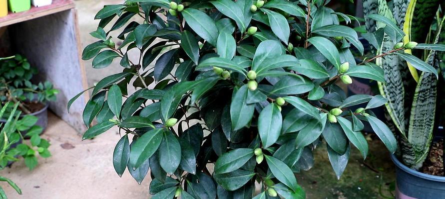 室内养茶花可行吗？需要注意哪些问题？