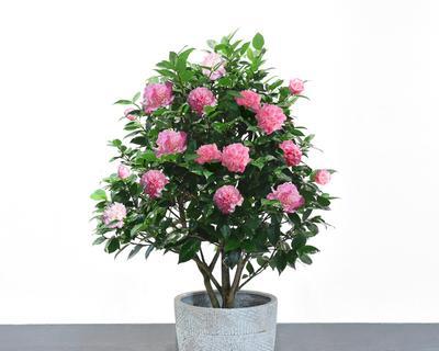 室内养茶花可行吗？需要注意哪些问题？