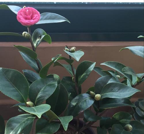 室内养茶花可行吗？需要注意哪些问题？