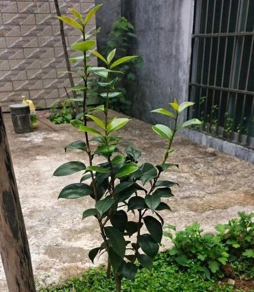 茶花树冬天移栽可行吗？存活率如何保证？