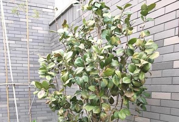 茶花树冬天移栽可行吗？存活率如何保证？