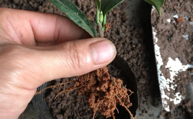 茶花树根系发达吗？如何判断和管理？
