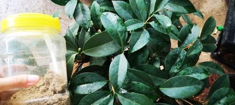 茶花树根系发达吗？如何判断和管理？