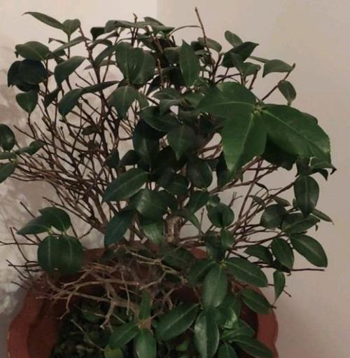 茶花树根系发达吗？如何判断和管理？