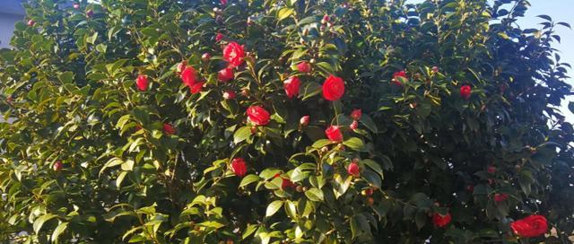 茶花树可以种在家门口吗？种植条件和注意事项是什么？