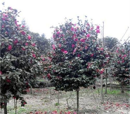 茶花树可以种在家门口吗？种植条件和注意事项是什么？