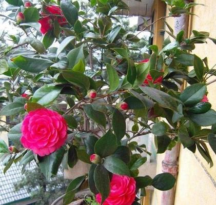 茶花树可以种在家门口吗？种植条件和注意事项是什么？
