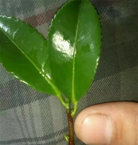 茶花树枯枝怎么办？如何有效处理和预防？