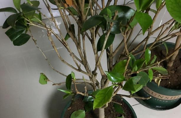 茶花树枯枝怎么办？如何有效处理和预防？