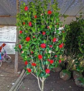 茶花树耐冻吗？冬天如何防止冻害？