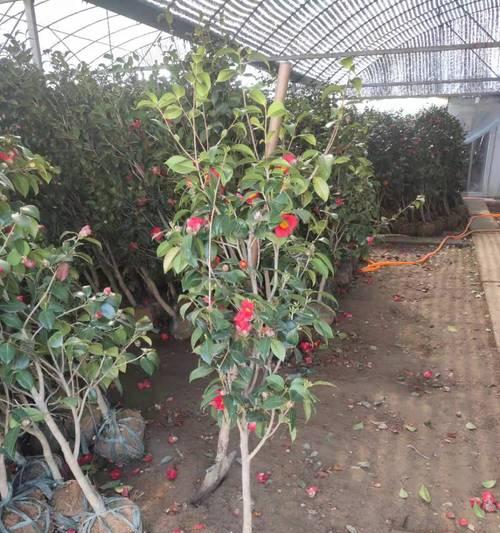 茶花树耐冻吗？冬天如何防止冻害？