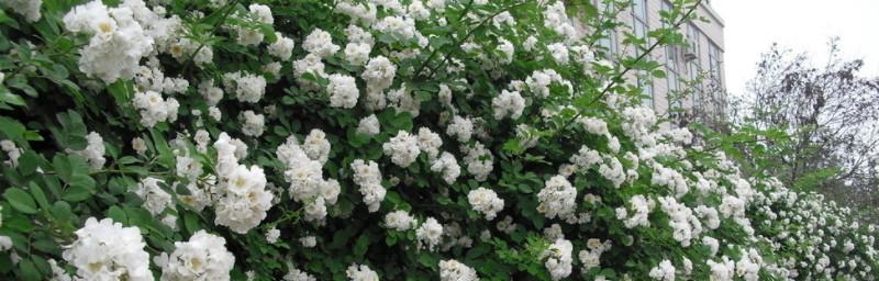 白蔷薇代表什么？白蔷薇的花语有哪些含义？