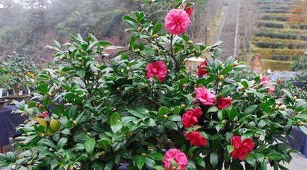 茶花树通常几月份开花？如何判断开花时间？