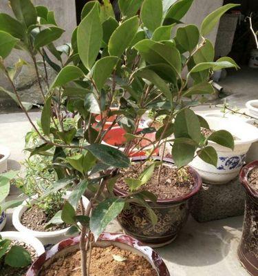 茶花树叶子发黄怎么办？如何正确处理和预防？