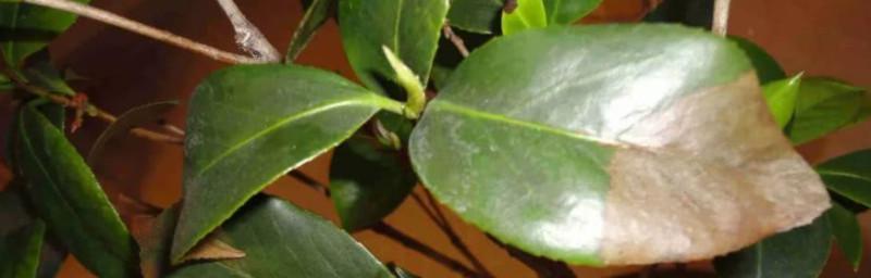 茶花树叶子发黄怎么办？如何正确处理和预防？