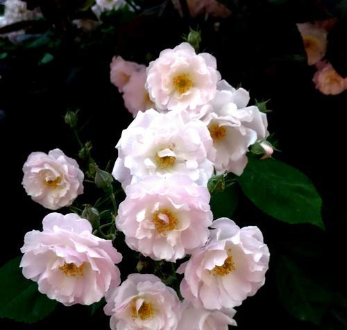白蔷薇代表什么？花语和寓意有哪些常见问题解答？