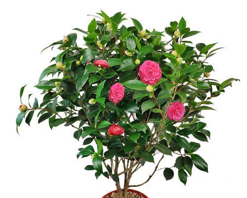 茶花树一年开几次花？如何正确养护以促进开花？