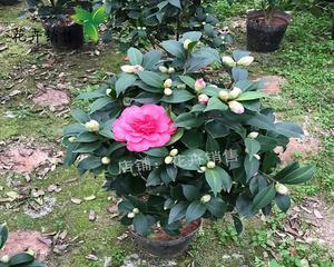 茶花树一年开几次花？如何正确养护以促进开花？