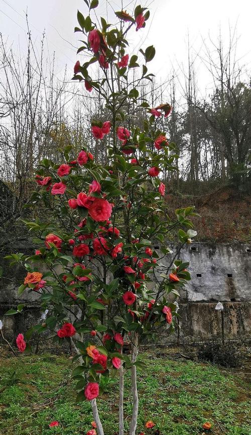 茶花树怎么养长的好？有哪些养护技巧和常见问题解答？