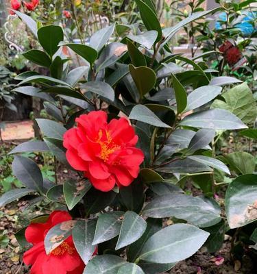 茶花四季开花吗？如何实现全年持续开花？