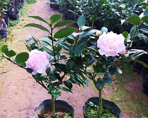 茶花四季开花吗？如何实现全年持续开花？