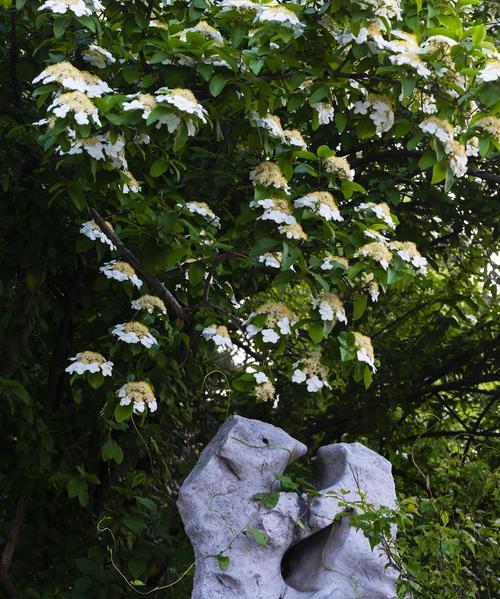 白琼花花语是什么？白琼花的含义有哪些常见问题解答？