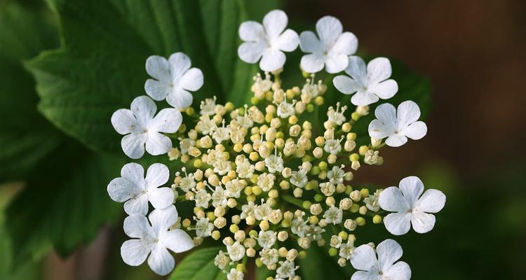 白琼花花语是什么？白琼花的含义有哪些常见问题解答？