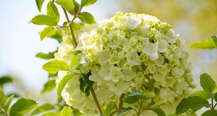 白琼花花语是什么？白琼花的含义有哪些常见问题解答？