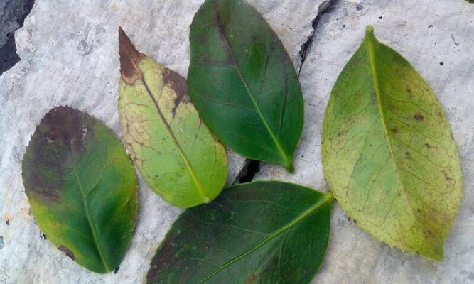 茶花炭疽病是怎么引起的？有哪些有效的治疗方法？