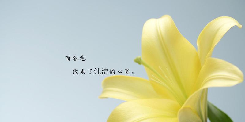 白色百合花的花语有哪些含义？