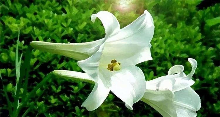 白色百合花的花语有哪些含义？