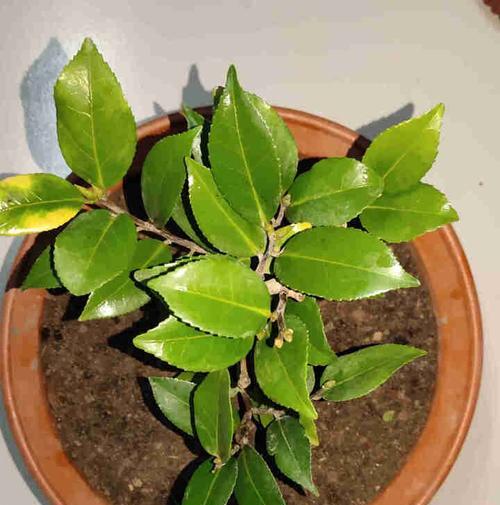 盆栽茶花土壤配制方法是什么？如何正确配制茶花土？
