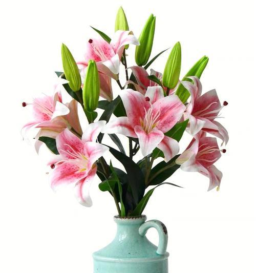 白色百合花语是什么？代表了哪些寓意？