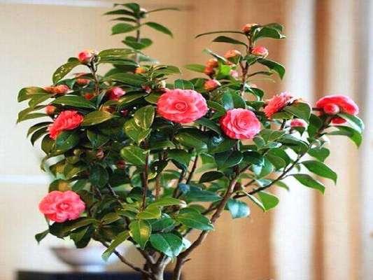 茶花不开花的原因是什么？如何解决？