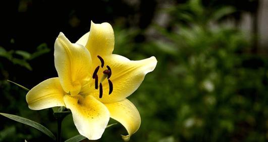 白色百合花语是什么？代表了哪些寓意？