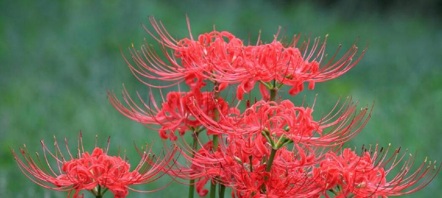 白色彼岸花的花语是什么？白色彼岸花代表的含义有哪些？