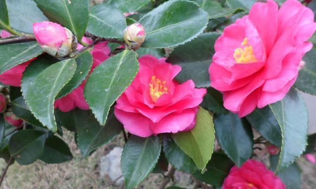 茶花喜不喜欢阳光？如何正确为茶花提供光照条件？