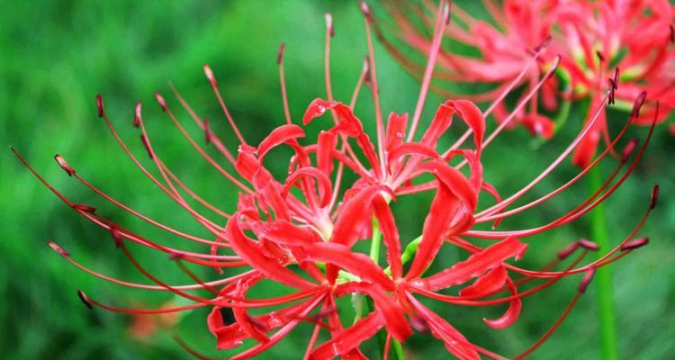 白色彼岸花的花语是什么？白色彼岸花代表的含义有哪些？