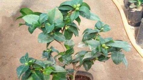 茶花喜肥吗？喜欢施什么肥料来促进生长？
